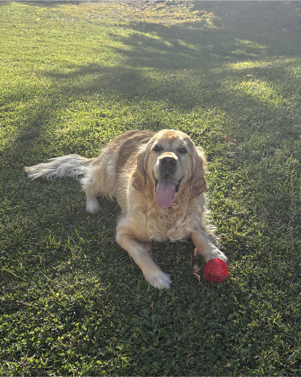 dog